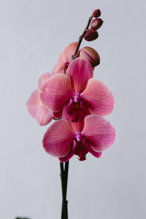 Орхидея &quot;Фаленопсис&quot;, одноствольная Друзья, у нас в наличии есть множество орхидей, фотографии приведены в качестве примера. Мы можем выслать вам больше интересующих расцветок на выбор в любой удобный мессенджер :)

Фаленопсис – экзотическое цветущее растение семейства Орхидные, эпифит, родом из влажных тропических лесов Индонезии, Австралии, Юго-Восточной Азии. В дикой природе растут на деревьях. Их корни – воздушные, используются для укрепления растения на коре и ветках деревьев, питания растения влагой и кислородом. Нуждается в высокой влажности воздуха. Рекомендуется поливать методом замачивания - погружать горшок с растением в воду примерно на 15 минут раз в 5-7 дней.

Декоративный горшок в комплект не входит.