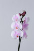 Орхидея "Фаленопсис", одноствольная - Орхидея "Фаленопсис", одноствольная