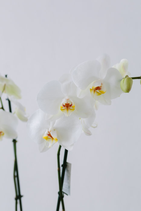 Орхидея &quot;Фаленопсис&quot;, двуствольная Друзья, у нас в наличии есть множество орхидей, фотографии приведены в качестве примера. Мы можем выслать вам больше интересующих расцветок на выбор в любой удобный мессенджер :)

Фаленопсис – экзотическое цветущее растение семейства Орхидные, эпифит, родом из влажных тропических лесов Индонезии, Австралии, Юго-Восточной Азии. В дикой природе растут на деревьях. Их корни – воздушные, используются для укрепления растения на коре и ветках деревьев, питания растения влагой и кислородом. Нуждается в высокой влажности воздуха. Рекомендуется поливать методом замачивания - погружать горшок с растением в воду примерно на 15 минут раз в 5-7 дней.

Диаметр горшка с растением - 12 см.

Декоративный горшок в комплект не входит.