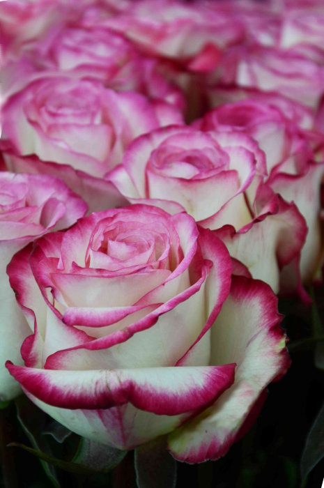Роза &quot;Френч Ривьера&quot; Классическая двуцветная роза с размером бутона до 7 см. 