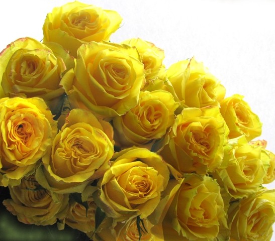 Роза &quot;Мохана&quot; Роза с ярко-желтым крупным бутоном классической формы. Желтые лепестки имеют легкие протоки вишневого оттенка.