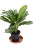 Горшечное растение аглаонема - Паттая Бьюти