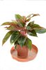 Горшечное растение аглаонема - Крит
