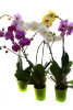 Горшечное растение орхидея фаленопсис - Горшечное растение орхидея фаленопсис