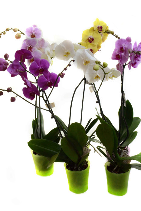 Горшечное растение орхидея фаленопсис 