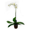 Горшечное растение орхидея фаленопсис - Горшечное растение орхидея фаленопсис