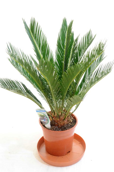 Горшечное растение цикас (саговниковая пальма) Цикас (саговниковая пальма) растение жаркого засушливого климата,  медленно растущее. 