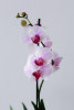 Орхидея "Фаленопсис", одноствольная - Орхидея "Фаленопсис", одноствольная
