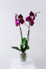 Орхидея "Фаленопсис", двуствольная - Орхидея "Фаленопсис", двуствольная
