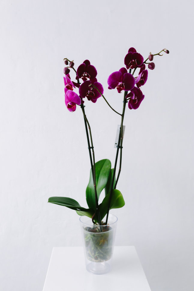 Орхидея Фаленопсис, двуствольная