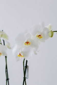 Орхидея "Фаленопсис", двуствольная