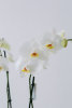 Орхидея "Фаленопсис", двуствольная - Орхидея "Фаленопсис", двуствольная