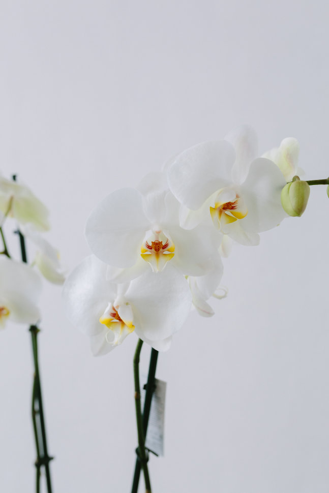 Орхидея Фаленопсис, двуствольная