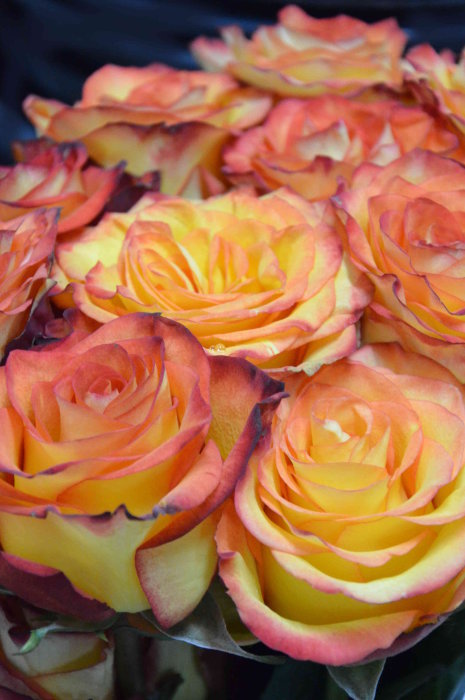 Роза &quot;Циркус&quot; Классическая двуцветная роза. Окрас лепестка в центре желтый с постепенным переходом к красному краю. Роза с размером бутона 6-7 см.